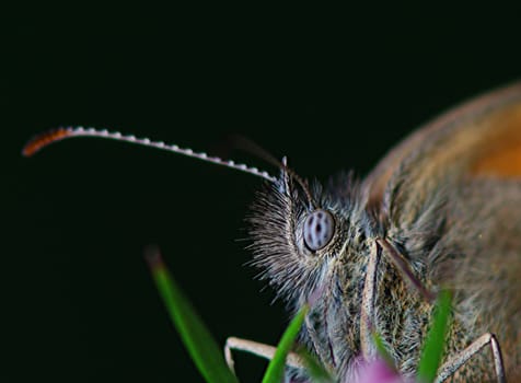 The eye of a butterfly (brown_Satyrinae)