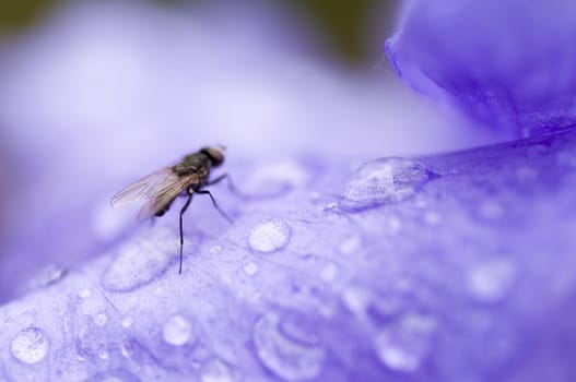 closeup on a small fly