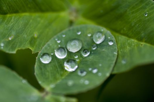 macro on small clover, in the morning