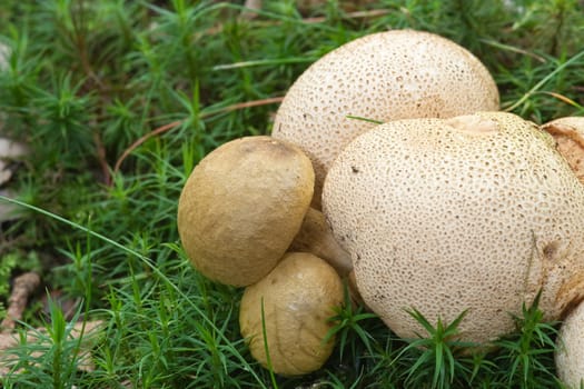 Parasitic bolette, Pseudoboletus parasiticus, growing on earthball, Scleroderma citrinum.