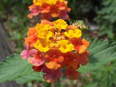 This close-up  of Floridas most common and most beautiful of it's native wildflowers clearly shows the variety of colorful combinations it can produce when it blooms.
