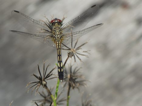 My collection of native Florida insects keeps growing.