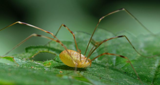 Harvestman