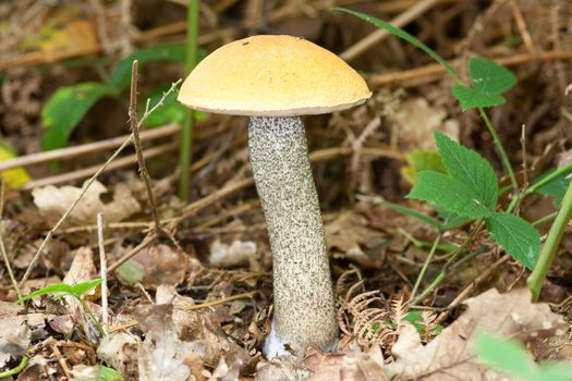 Orange birch bolette, Leccinum versipelle, amongst leaf litter.