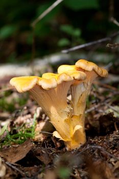 Chanterelle, girolle, Cantharellus cibarius, amongst leaf litter.