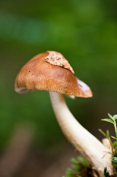 Tawny grisette, Amanita fulva, with leaf on cap.