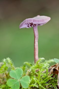 Amethyst deceiver, Laccaria amethystia, amongst moss and clover leaf.