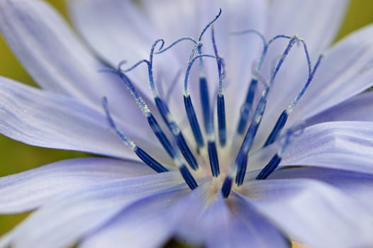 Blue flower close-up
