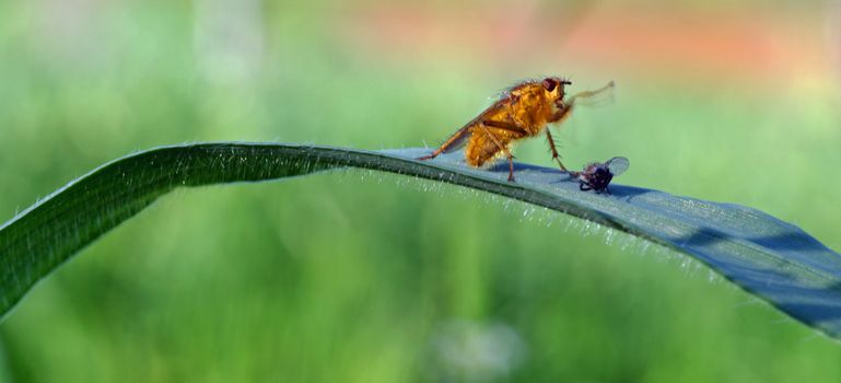 Fly attacks a smaller fly