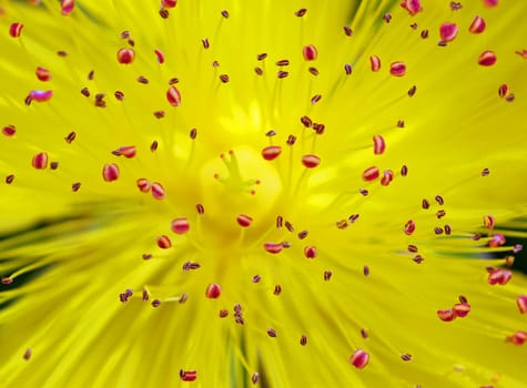 Hypericum (St. Johns Wort)