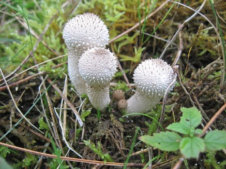 Common puffballs, Lycoperdon perlatum, amongst moss and needles.