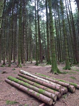 Forest with pine trees, cut lengths of pine on the ground.