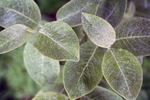 leaves with dew