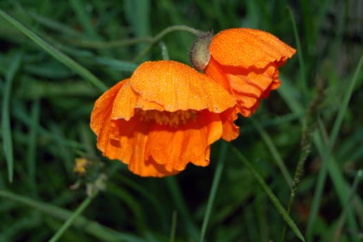 orange poppies