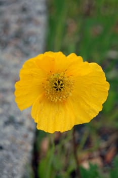 yellow poppy