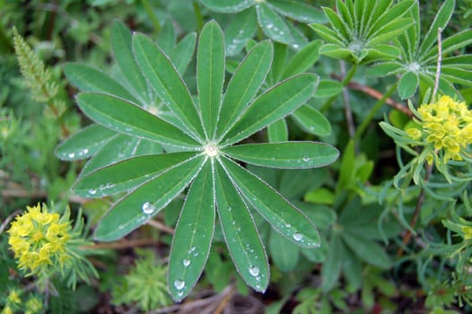 leaves with raindrops