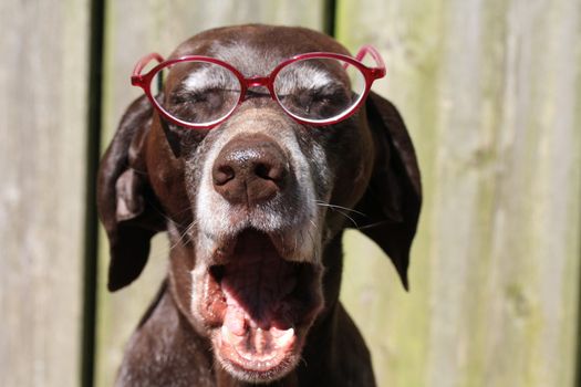 A bored german pointer wearing a pair of glasses