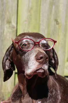 A german shorthaired pointer wearing a pink pair of glasses