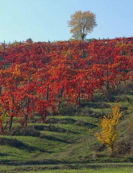 Vine yard in the autumn