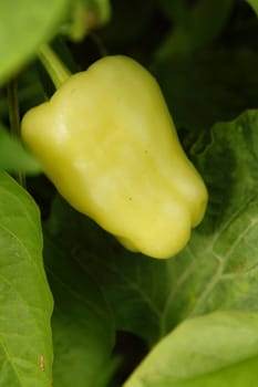 Light green pepper in the kitchen garden