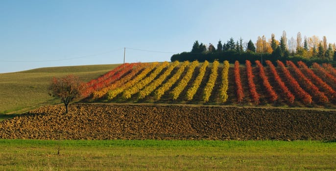 Vine yard in autumn