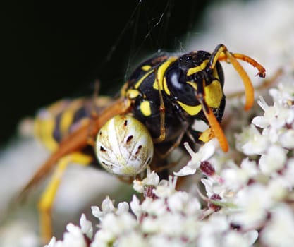 Spider kills a wasp