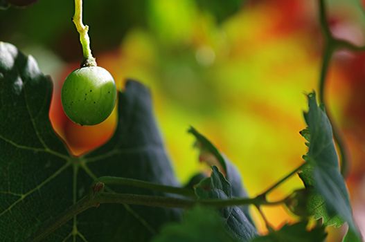 A grape with a colorful background