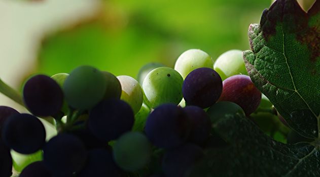 Grapes and a leaf