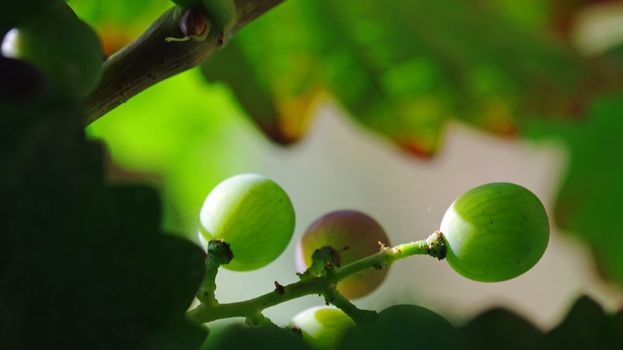 Green grapes