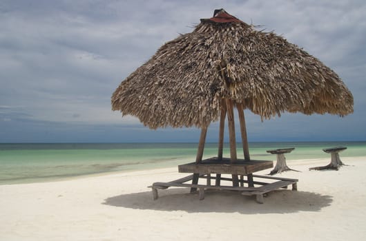 Natural umbrella at the beach