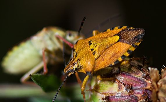 Colorful insects