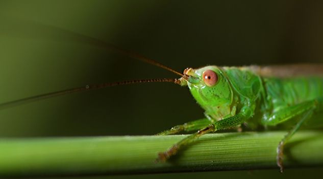 Katydid