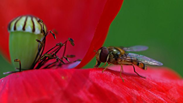 Hover fly on Papaver