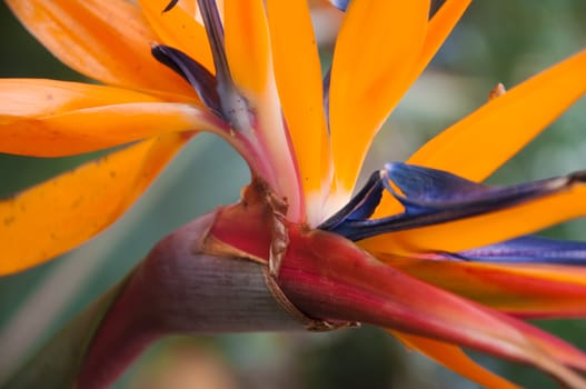An exotic plant from Brazil