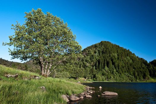 Tree by the lake in Norwegian landscape at summer