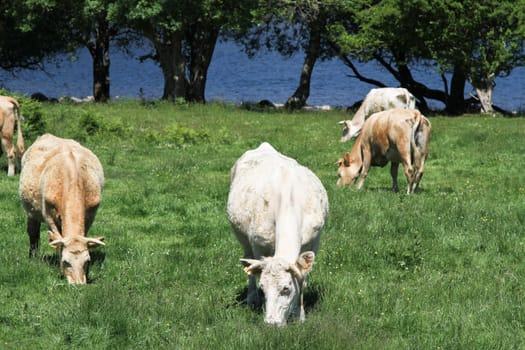 Cattle grazing in a field with trees and water.