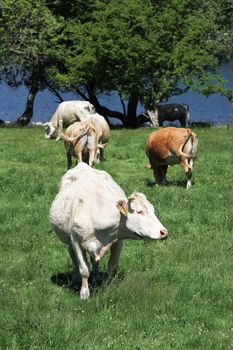 Cattle in a field with grass, trees and water.