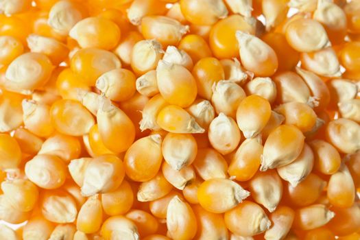 Raw uncooked corn kernels used for popcorn