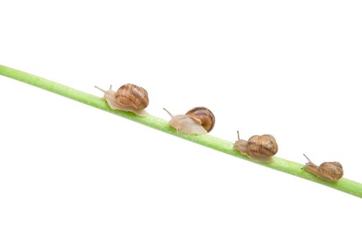 family of snail climbing on green stick