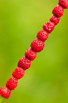 Freshly picked vibrant red delicious wild strawberries on a grass stem