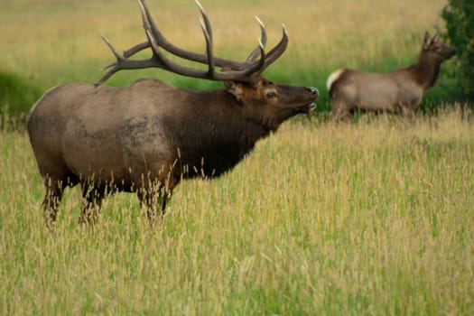 Elk in Rocky Mountain National Park