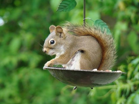 Chipmunk eating peanut                   s   