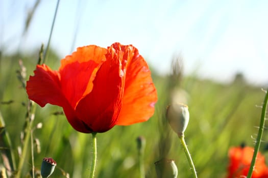 Red poppy in front of meadow and sky