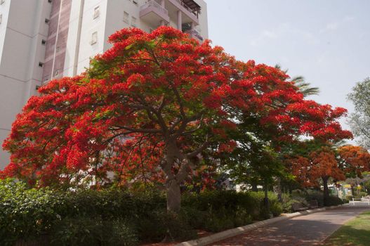 Alley of trees with flowers red and orange near apartment house.