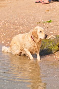 Dog floating in the summer sea lagoon.