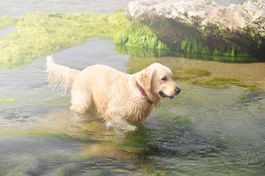 Dog floating in the summer sea lagoon.