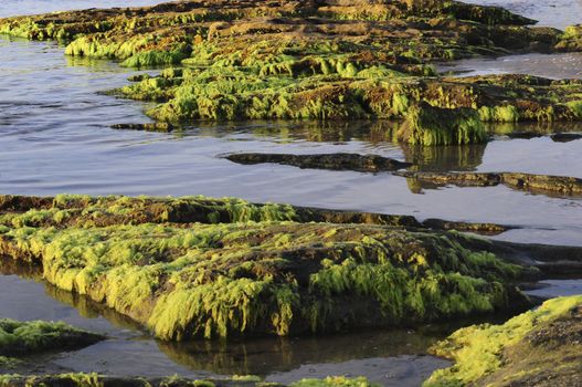 Stones covered with seaweed .