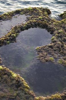 Reflections in a coastal tidepools with mossy rocks.