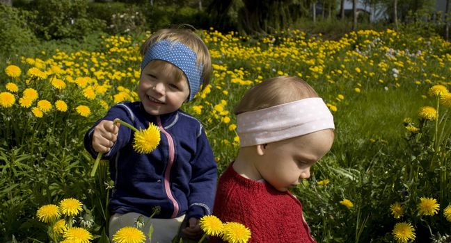 Two happy small children picking flowers. 