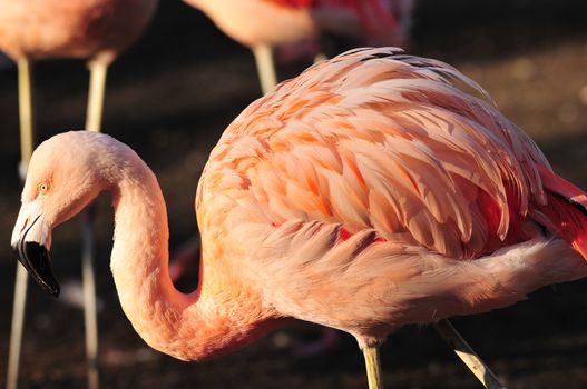 Closeup of a Flamingo fishing in river bank, other flamingos in the background